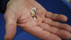 Un voluntario en la playa de Nigrán muestra los pellets recogidos en el arenal pontevedrés.