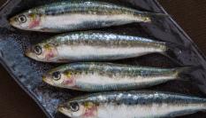 Sardinas.