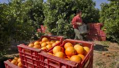 Recogida de la naranja en Valencia.