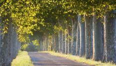 Una carretera con plátanos de sombra.