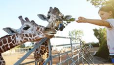 Jirafas en un zoológico.