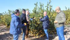 Representantes de La Unió Llauradora visitan un cultivo de limones en Orihuela (Alicante).