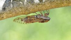 Una cigarra, en una imagen de archivo