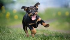Cachorro contento corriendo por el césped