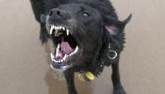 Perro en posición de atacar.