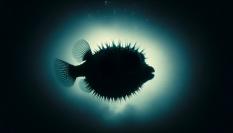 Este es el pez más tóxico de España y las costas que frecuenta