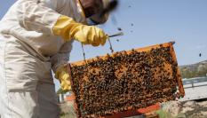 Un apicultor español recoge la miel que producen las abejas de su colmena.