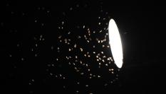 Imagen de un foco de luz con numerosos insectos revoloteando.