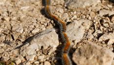 Ejemplares de procesionaria en el suelo de un bosque en España