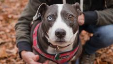 Un perro con heterocromía pasea por un bosque.