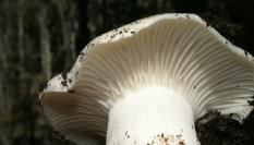 Ejemplar de seta marzuelos o seta de invierno.