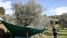 Recolección de aceitunas en un olivar italiano.