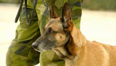 Foto de archivo de un perro militar.
