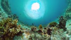 Arrecife de coral en el fondo marino de Filipinas.