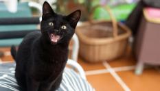 Gato negro