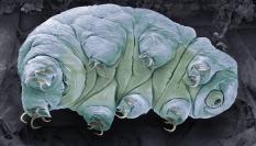 Micrografía electrónica en color de una tardigrada, también conocido como oso de agua.