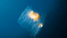 Ejemplar de salpa en el medio acuático.