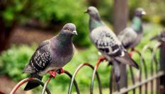 Palomas en un parque