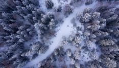 Imagen de archivo de un bosque de Noruega.