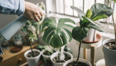 Hombre regando sus plantas.