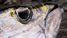 Imagen de archivo de la cabeza de un atún.