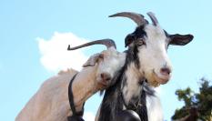 Dos cabras en actitud cariñosa.
