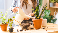 Cómo cuidar las plantas del interior