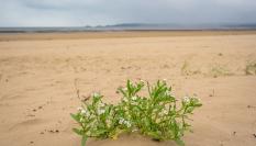 Imagen de archivo de un ejemplar de 'Cakile maritima', en un arenal de Gales (Reino Unido).