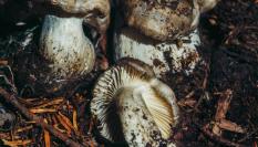 Setas Hygrophorus marzuolus, en una imagen de archivo