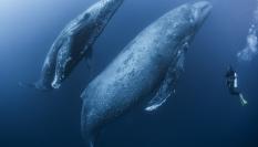 Imagen de archivo de dos ballenas siendo observadas por un submarinista.