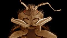 Detalle de una chinche, en una imagen de archivo.