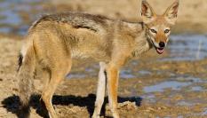 Chacal de espalda negra