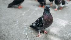 Palomas en la ciudad