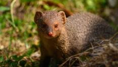 Un meloncillo, en una imagen de archivo