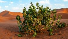 El manzano de Sodoma invade el sur y el suroeste de Gran Canaria