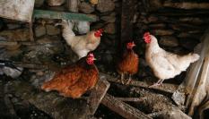Varias gallinas y un gallo en un corral de Bóveda, en Lugo.