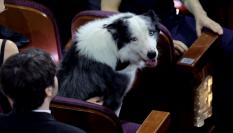 Messi, el perro de 'Anatomía de una caída', en los Oscar 2024.
