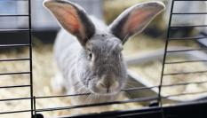 Un conejo en una jaula.
