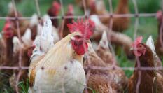 Gallinas ponedoras en una imagen de archivo.
