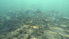 Foto de archivo de peces en el Mediterráneo.