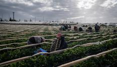 El sector de los berries en España.