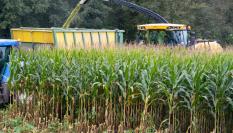 Un agricultor gallego recoge maíz en un campo ubicado en Laxe, A Coruña.