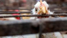 Un pollo mira a cámara desde el interior de una jaula de un gallinero.