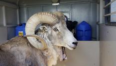 Foto del Montana Mountain King, la oveja gigante que ha hibridado un ganadero de EEUU.