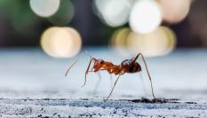 Hormiga loca (paratrechina longicornis)