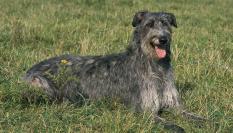 Perro de la raza lebrel escocés.