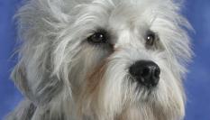 Un perro de la raza dandie dinmont terrier.