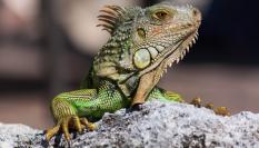 Una iguana.
