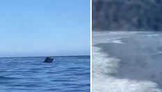 Cae al mar un coche desde un ferry que se dirigía a Tenerife