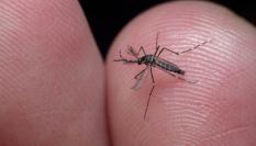 Imagen de archivo de un mosquito del dengue en Brasi.